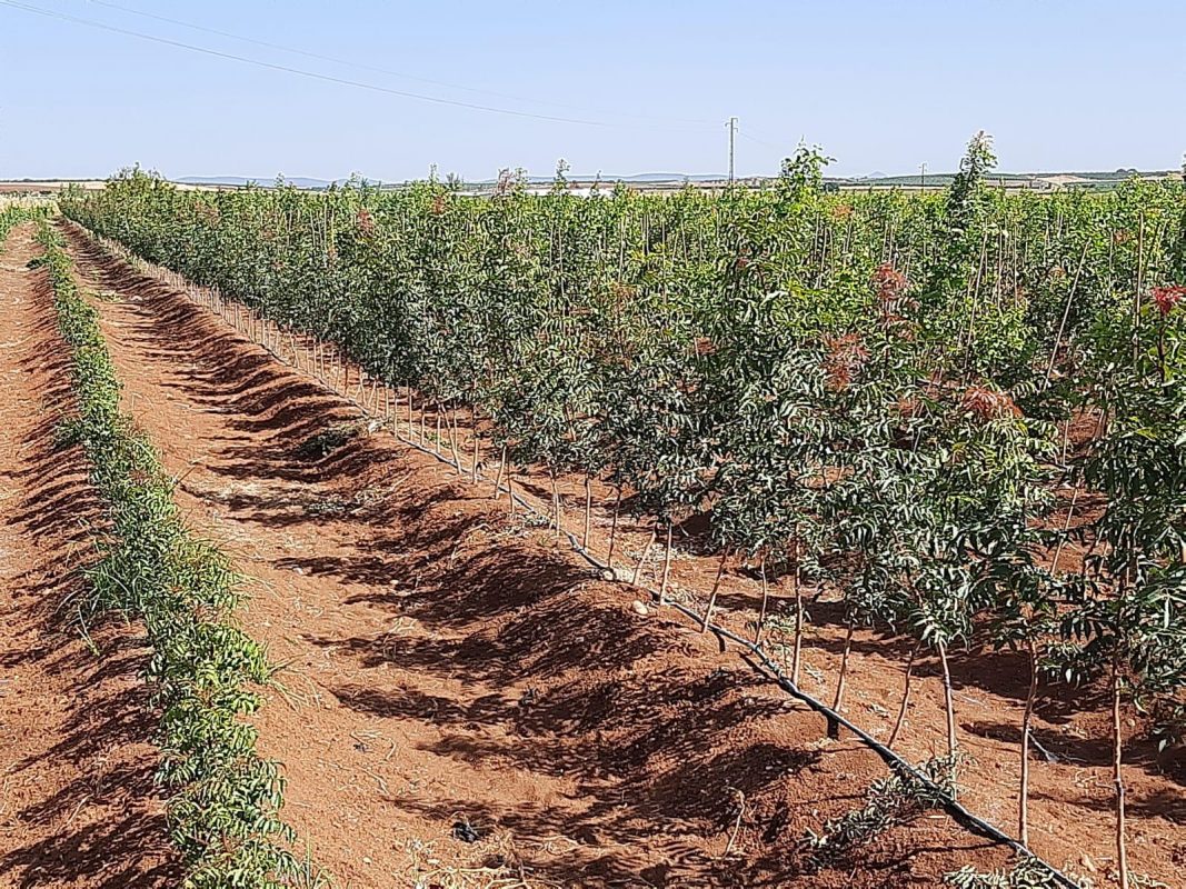 Comprar plantas de pistacho. venta en vivero en Extremadura castilla la mancha (2)