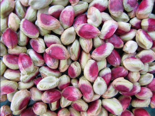 Comprar plantas de pistacho. venta en vivero en Extremadura castilla la mancha (2)