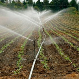 Cuanta agua necesita una plantación de pistachos