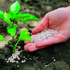 abonos y fertilizantes que necesitan una plantación de pistachos