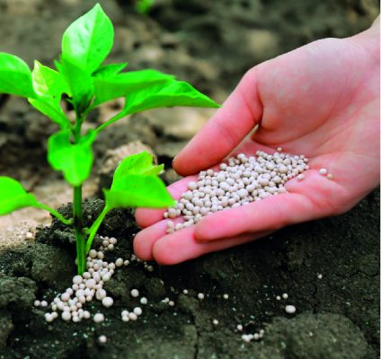 abonos y fertilizantes que necesitan una plantación de pistachos