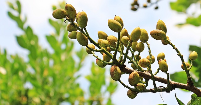 Pasos para cultivar plantas de pistacho necesidades